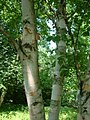 Paper birch, Saskatchewan's provincial tree