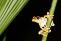 Image 1Gladiator treefrog (Hypsiboas rosenbergi), Osa Peninsula, Costa Rica (from Tree frog)