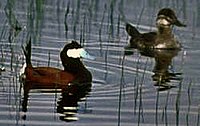 Ruddy duck