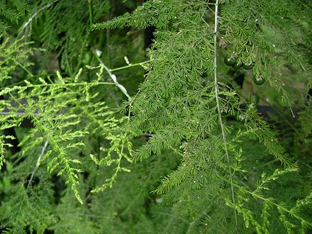 Cladodios finamente ramificados de Asparagus setaceus, el "helecho plumoso".