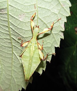 Phyllium bilobatum, hane.