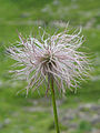 Pulsatilla alpina fruit