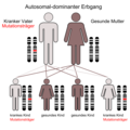 Autosomal-dominanter Ergbgang