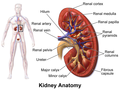 Thumbnail for Kidney