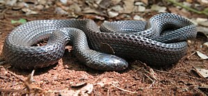 Gonionotophis nyassae