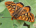 Euphydryas aurinia Moerasparelmoervlinder