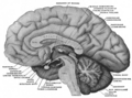 Aspecto mesal de un cerebro seccionado en el plano sagital mediano.