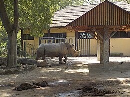 Rinoceronte bianco del bioparco.jpg