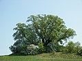 Gerichtslinde in Wetter-Amönau