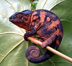 Panterhameleons (Furcifer pardalis)