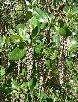 Garrya buxifolia levelei és barkái