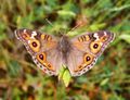 Junonia villida