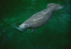 Vestindisk manat fra Florida Trichechus manatus latirostris