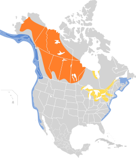 Amerikaanse grote zee-eend