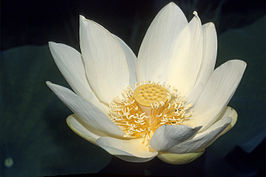 Nelumbonaceae