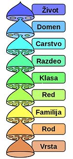 The various levels of the scientific classification system.