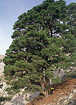 Pins del Collet de Fenassar (Horta de Sant Joan)