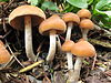 Psilocybe allenii