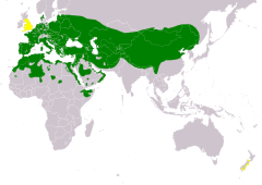 Distribución de Athene noctua