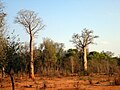 Adansonia za