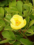 Paeonia daurica mlokosewitschii