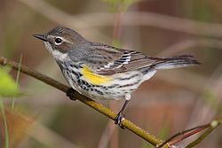 Yellow-rumped warbler