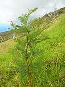 Pousse d'Acacia mearnsii.