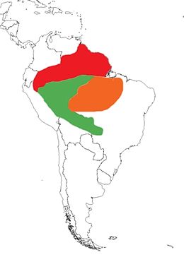 Distribución del trompeteru aliblanco (en verde)