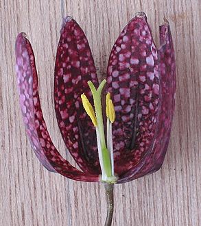 Una Fritillaria (las "ajedrezadas"), dos pétalos y algunos estambres removidos.