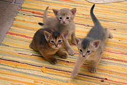 Foto tiga anak kucing Abisinia, menunjukkan tiga warna bulu yang berbeda: kemerahan, cokelat kekuningan, dan biru