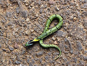 മുതുകുവശം (juvenile)