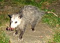 Didelphis virginiana