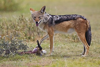 Lobo-ibérico (Canis lupus signatus), uma subespécie do lobo-cinzento que ocorre na Península Ibérica. (definição 4 000 × 2 666)