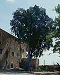 Eucaliptus de Jesús (Tortosa)