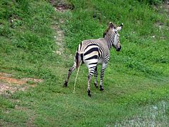 Zebra (Equus zebra)