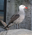 Askemåge Larus heermanni i Monterey, Californien