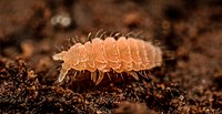 イボトビムシの1種 Monobella grassei（トビムシ目） オナガシミ Ctenolepisma longicaudata （シミ目）