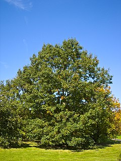 Description de l'image Quercus velutina 001.jpg.