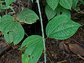 Gadung mabuk, Dioscorea hispida