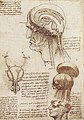 Leonardo Da Vinci