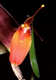 Restrepia cuprea Orchi 02.jpg