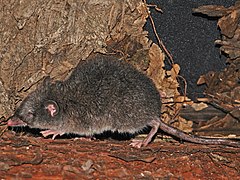 Musaraigne-marsupiale à ventre gris Caenolestes caniventer Caenolestidae