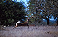 Odocoileus virginianus