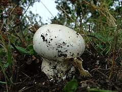 Amanita ovoidea