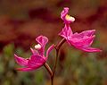 Fleur d'orchidée non résupinée Calopogon tuberosus