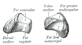 {Het os trapezoideum van de linkerhand