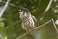 Moustached hawk-cuckoo