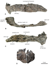 Pieces of fossilized bone from the jaw of the dinosaur