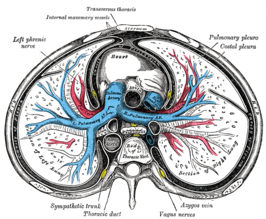 De longslagaders (pulmonary artery, blauw) dwarsdoorsnede.