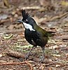 Eastern Whipbird